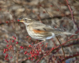 Redwing