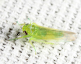 Leafhoppers genus Kybos