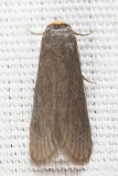 5623 - Lesser Wax Moth - Achroia grisella