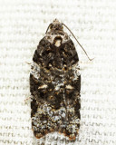 3548 -  Eastern Black-headed Budworm - Acleris variana