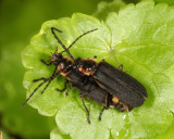 Polemius laticornis