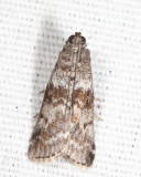 5802 - Sweetgum Leafroller - Sciota uvinella
