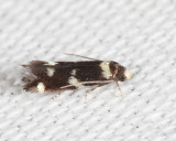 1124 - Elachista cucullata