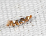 0737 - Phyllonorycter auronitens