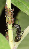 Aphids subfamily - Aphidinae