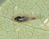 Aphids subfamily - Chaitophorinae