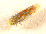 Leafhoppers genus Eratoneura