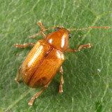 Leaf Beetles - Subfamily Eumolpinae - Oval Leaf Beetles
