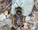 Eastern Miner Bee -  Calliopsis andreniformis