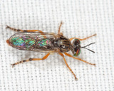 Taracticus octopunctatus