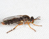 Taracticus octopunctatus