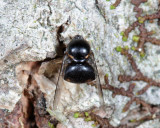 Small-headed Flies -Acroceridae