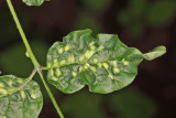 Ash Bead Gall Mite - Aceria fraxini