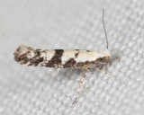 2441 - Argyresthia austerella