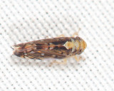 Scaphoideus pullus