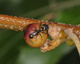 Callirhytis balanacea