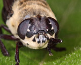 Squirrel Bot Fly - Cuterebra emasculator