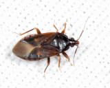 Lyctocorid Pirate Bugs - Lyctocoridae