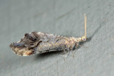 Lomamyia flavicornis