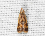 2279.3 - Least Dichomeris Moth - Dichomeris siren