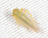 Leafhoppers genus Elymana
