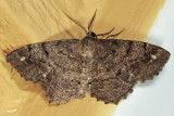 6656 - Pine Measuringworm Moth - Hypagyrtis piniata