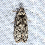 2243 - Pale-headed Aspen Leafroller Moth - Anacampsis niveopulvella