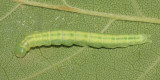 0951 - Gold-striped Leaftier - Machimia tentoriferella