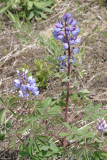 Wild Blue Lupine - Lupinus perennis
