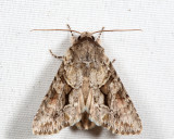 10518 - Distinct Quaker - Achatia distincta