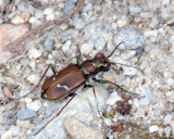 Purple Tiger Beetle - Cicindela purpurea