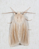 9280 - Cattail Caterpillar Moth - Acronicta insularis