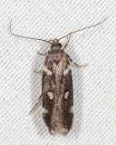 2187 - Six-spotted Aroga - Aroga compositella