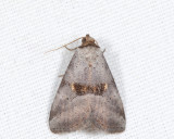 9039 -  Yellow-spotted Graylet - Hyperstrotia flaviguttata