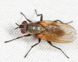 Root-Maggot Flies - Anthomyiidae