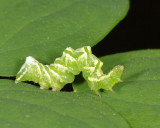 Moth Caterpillars