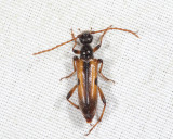 Longhorned Beetles - Subfamily Lepturinae - Flower Longhorns