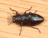 Metallic Wood-boring Beetles - Genus Chrysobothris