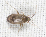 Plant Bugs - Miridae
