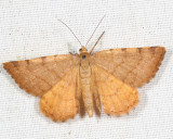 6286 - Macaria brunneata (female)