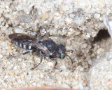 Square-headed Wasps - Crabroninae