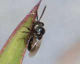 Chalcid Wasps - Eucharitidae