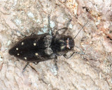 Metallic Wood-boring Beetles - Genus Phaenops