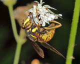 Broad-banded Hornet Fly - Spilomyia alcimus