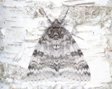 8803 - White Underwing - Catocala relicta