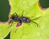 Dipogon subspecies Dipogon (D. brevis?)