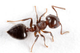 Acrobat Ants - genus Crematogaster