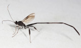 Pelecinid Wasps - Pelecinidae