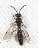 Wasps - Myrmosidae