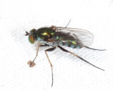 Long-legged Flies - Dolichopodidae